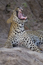 Lying leopard, yawning